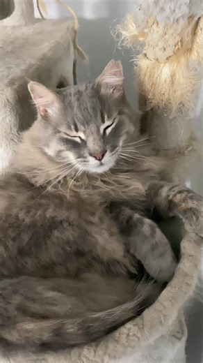 Ma quanto sei morbido 🥰🥰🥰 #soft #suave #tik_tok #🥰🥰🥰🥰❤️❤️❤️ #❤️