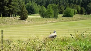 Southern lapwing on a field in Patagonia in Argentina