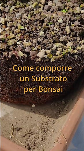 OPTIMAL substrate composition for Bonsai!