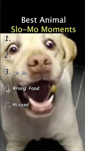 Ranking Best Slo-mo Dog Moments