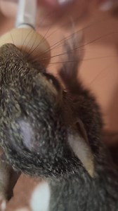 13K views · 942 reactions | Friar Tuck... Little miracle is finally getting all the hereback on her head | Little Bit Wildlife Rescue | Facebook
