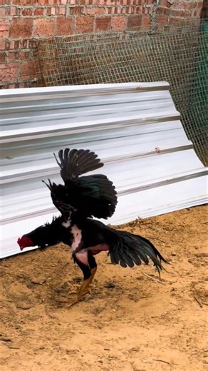 Rice-powered fan #gachoi #gachoivietnam