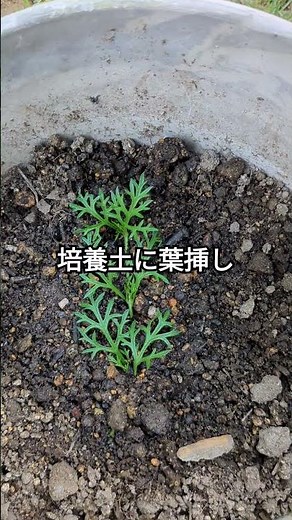 🔰タピアン葉挿し検証 #shorts #庭作り #シェードガーデン #タピアン #葉挿し #gardening