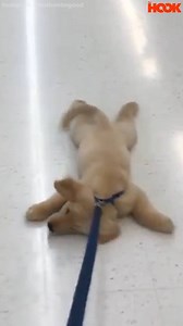 555K views · 3.9K reactions | My partner trying to get me to the gym on a Monday...  | The Hook | Facebook