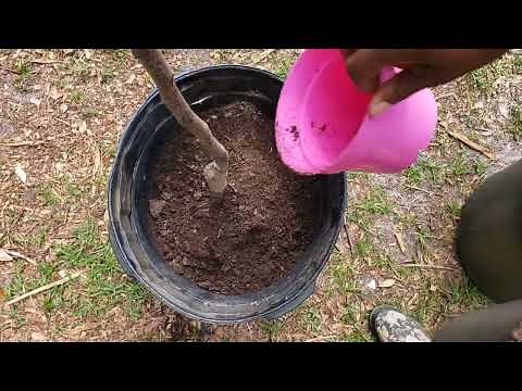 Planting Hosui Asian Pear Trees
