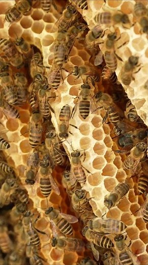 Drone Bee Takes Off for Mating from Japanese Honeybee Nest
