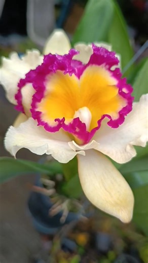 1.9K views · 98 reactions | ကတ်တလီယာ အဖူးအပွင့်ပါ တအိုး 20000/25000/30000 #095102531 | Chothae Thitkwa | Facebook