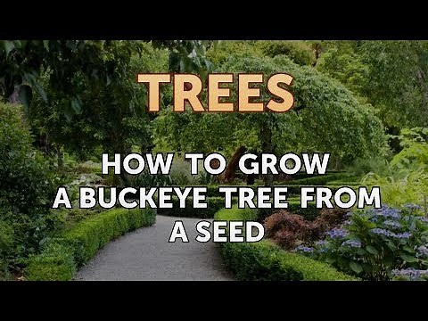 How to Grow a Buckeye Tree From a Seed