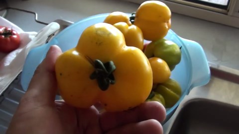 Amazing yellow tomato varieties & easy seed saving tips | Self Sufficient Me
