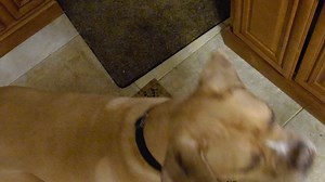 91 reactions · 13 comments | Not quite the jumping beans from Mexico but green beans...way betters! We heard the bag and came runnin" What do you mean surprised? Of course we likes them. | Jack Dainels Tails | Facebook