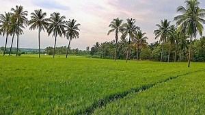 Paddy field - Alchetron, The Free Social Encyclopedia