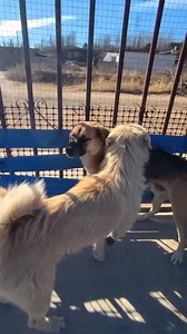 67K views · 1.4K reactions | King charles vs Rocky #fblifestyle #dog #king #trending #viral #alpha #shorts #DogKing | King Charlie's | Facebook