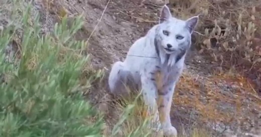 Une découverte exceptionnelle: un lynx ibérique blanc photographié pour la première fois en pleine nature