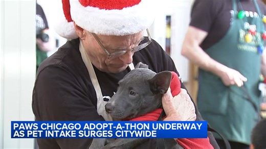 PAWS Chicago holiday adopt-a-thon event underway as pet intake surges citywide