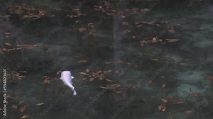Single white koi fish swims in pond in Japan