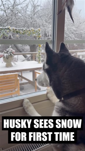 Sixty Formula on Instagram: "Huskies see snow for the first time ever! #husky #huskies #siberianhusky #siberianhuskies #huskiesofinsta #huskiesofig #huskyworld #malamute #dogs #puppies #huskydog #snowdogs #snow #christmas"