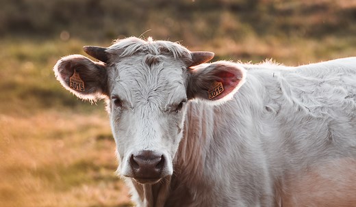 Over 255  Cow Names - Grouped by Color and Gender