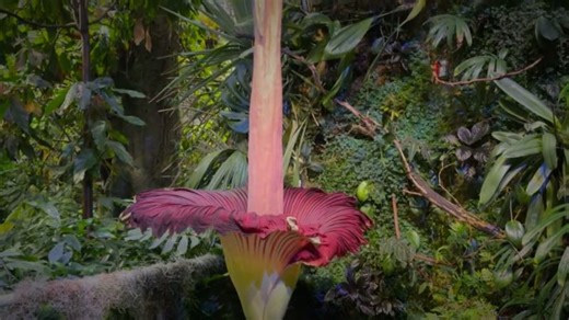Visitors flock to see and smell this stinking flower bloom