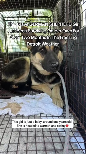 Rescue of a Brave German Shepherd in Detroit