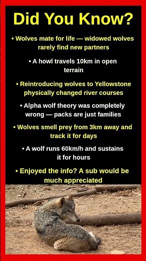 Wolf Facts That Will Completely Surprise You 🐺🌲