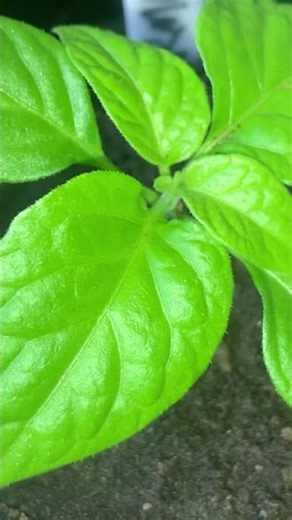 Day 36 - Armageddon Chilli Peppers 🌶️ #uk #garden #gardening #england #plants #food
