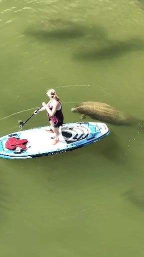 Person paddling over #manatees in a restricted #manatee sanctuary. #nature #viral #animals #wildlife #entitlement #stpete #tampa #florida #outdoors #sealife #conservation #sup #kayaking #paddleboarding | See Through Canoe