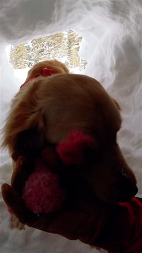 13K views · 385 reactions | Heroes truly come in all shapes and...