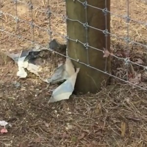 110 reactions · 36 shares | The Stockade ST400i is the world’s best powered fence stapling system that makes fencing 5 times faster than hand hammering for farmers and fencing contractors. Try a ST400i Cordless Fence Stapler today - find your nearest dealer by visiting the link in our bio. #stockade #moreinadayswork #putthehammerdown #poweredstaplegun #fencingstapler #fencestapler #cordlessfencestapler #fence #fencepoststapler #poweredfencepoststapler | Stockade | Facebook