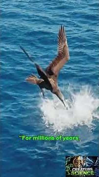 Flying Fish: The Fish That Escapes by Flying!