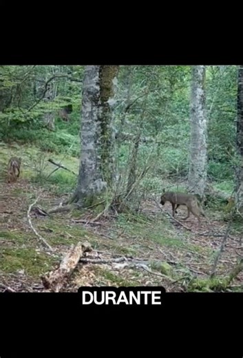 Los últimos señores del bosque 🐺