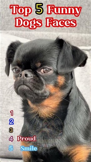 Top 5 Funniest Dog Expressions That Will Melt Your Heart! 🐶😂