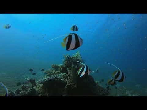 🌊🐠 Tropical Underwater Reef | Colorful Coral & Marine Life in 4K 🪸✨
