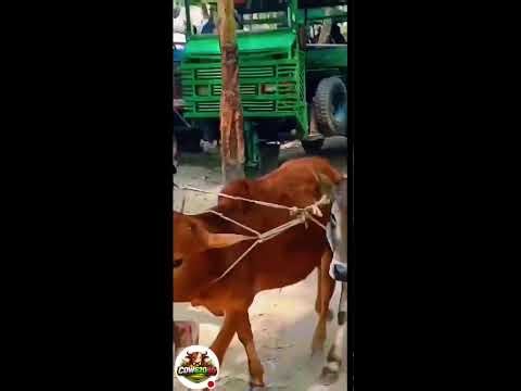 🔴 Live Cow Market | Village Cattle Market