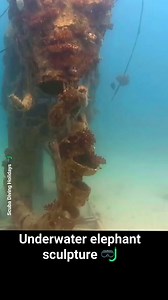 Amazing underwater elephant sculpture 🤿 #sculpture #UnderwaterAdventure #UnderwaterExploration#reelsviralシ #reelstrending #underwaterworld #UnderwaterMagic #scubalife #redsea #reelsfacebook | Scuba Diving Holidays