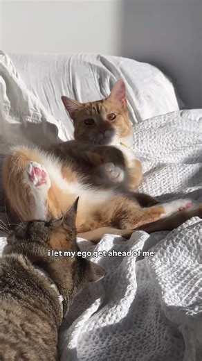 Daily lives of cats: wrestling edition 🤼‍♀️