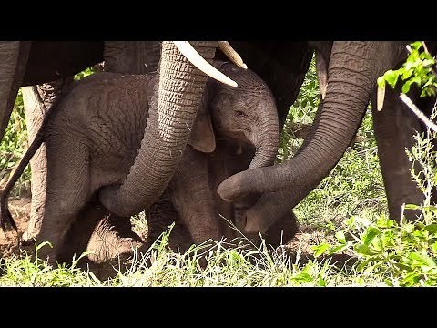 Baby Elephant Meets Herd for First Time!