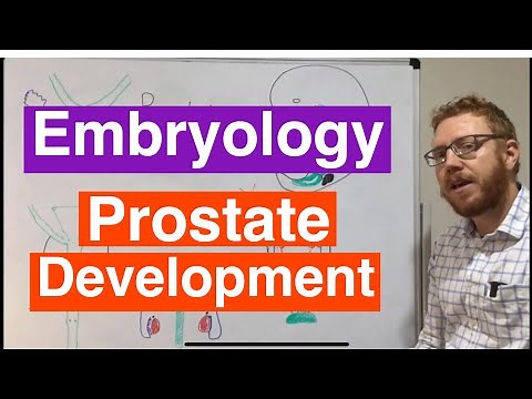Prostate Development | Genital duct embryology