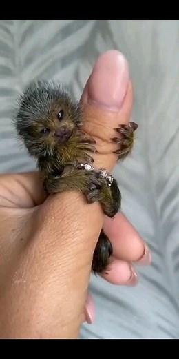 🌎🖤 •|| ℕ | 𝕃 | 𝔽 | ℚ ||• 🖤🌎 | Like & Follow 🥰🤗 #loveislove #love_it💕 #nature_collection_007 #song | Instagram