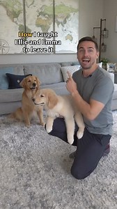 Unlock the secret to a calm and obedient pup with the Dog Calming Code. 🐾✨ Visit this link : - https://bit.ly/we-dog-trainer . . . . . . DM for credit or removal request (no copyright intended) ©️ All rights and credits reserved to the respective owners . #dogtraining #hundesport #dogsport #hundetraining #workingmalinois #unterordnung #obedience #unterordnungstraining #obediencedog #dogobedience #dogsports #doghandler #doghandling #igpdog #DogTraining #ReactiveDog #DogBehavior #DogHealth #Teena