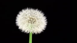 Dandelion macro, blooming dandelion in time lapse video.
