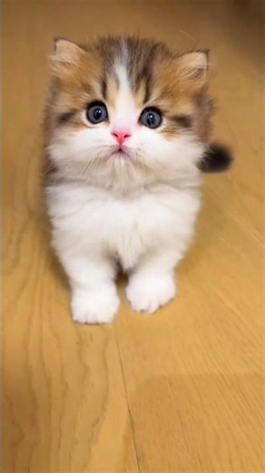 Cute Little Kitten Playing & Meowing 🐱❤️ | Funny Cat Moments #shorts