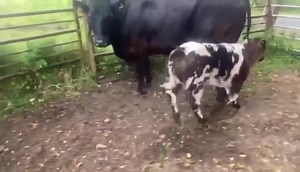 2.5K views · 138 reactions | James Bond VD Jorchrishoeve (BB4396) heifer calf here with her dam on the farm of Larry P Hand. | Dovea Genetics | Facebook