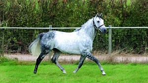 Why the horse’s trot is the easiest pace to improve, plus other interesting facts