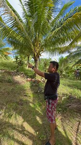 🌴✨ Dwarf Coconut Seedlings for Sale! Looking for quality and fast-bearing coconut varieties? Our healthy, legit, and PCA-registered dwarf coconut seedlings are now available! Perfect for farming, landscaping, and business. Reserve yours now and start growing your future! 🌱💧 🌱💚 Get Your Legit Dwarf Coconut Seedlings Today! We offer strong, healthy, and well-nurtured seedlings—ideal for long-term farming and fruit production. Don’t miss the chance to grow your own high-yield dwarf coconut tre