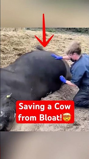 The Emergency Procedure That Saves Bloated Cows