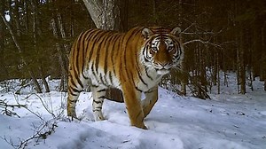 Up close with the rare Siberian snow tigers