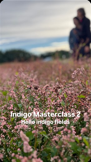 Indigo Masterclass 2 I first met Indigo in the field. Flowers of soft pink were on every stalk, inside there was tiny ovoid seeds in several shades of greens and browns. Every little green bush, was once a hand harvested seed, then a hand planted seedling now a seed keeper in a perpetual giving back cycle. We picked fresh leaves, and leaned in to experience the aroma and textures. I am struck by how profound the earths abundance is within this nonchalant plant that holds such wonderous life-affi