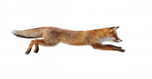 Fox Life Cycle - Learn About Nature