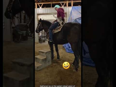 Mastermind Cats 😼🧠 | Genius Feline Tricks & Clever Moments