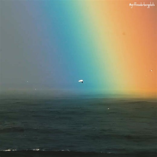 1.3K reactions · 62 shares | One promise we make to protect and preserve the Outer Banks is to observe wildlife safely from afar. These animals are essential to the OBX's unique and diverse ecosystem. We hope you'll make the same promise with us and be a wildlife star! : @griffinsoderbergphoto | Visit The Outer Banks | Facebook